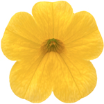 Calibrachoa PortuCal Trailing Yellow